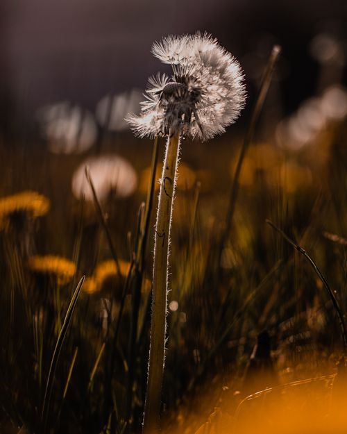Free Macro shot of a dandelion in a sunlit field, capturing its delicate details. Stock Photo