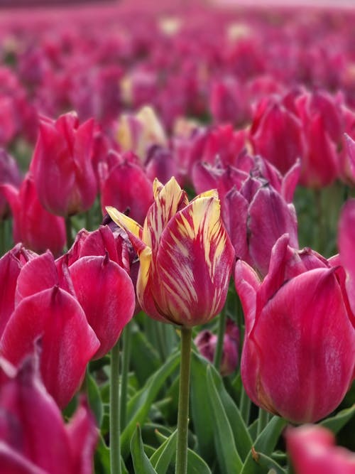 A Flower Field with Beautiful Tulips in Close-up Photography