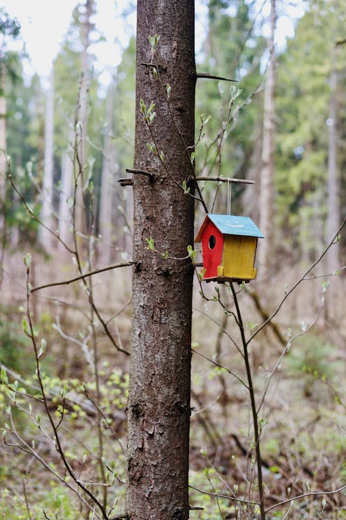 Darmowe zdjęcie z galerii z domek dla ptaków, drzewo, karmnik