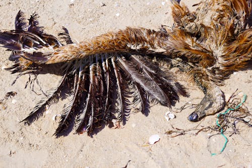Free Dead Vulture on Sand Stock Photo