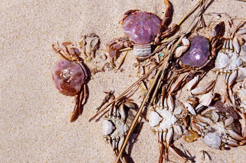 Free Several Dead Crabs at a Beach Stock Photo
