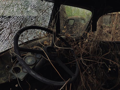 Free Dried Vines inside an Abandoned Car Stock Photo