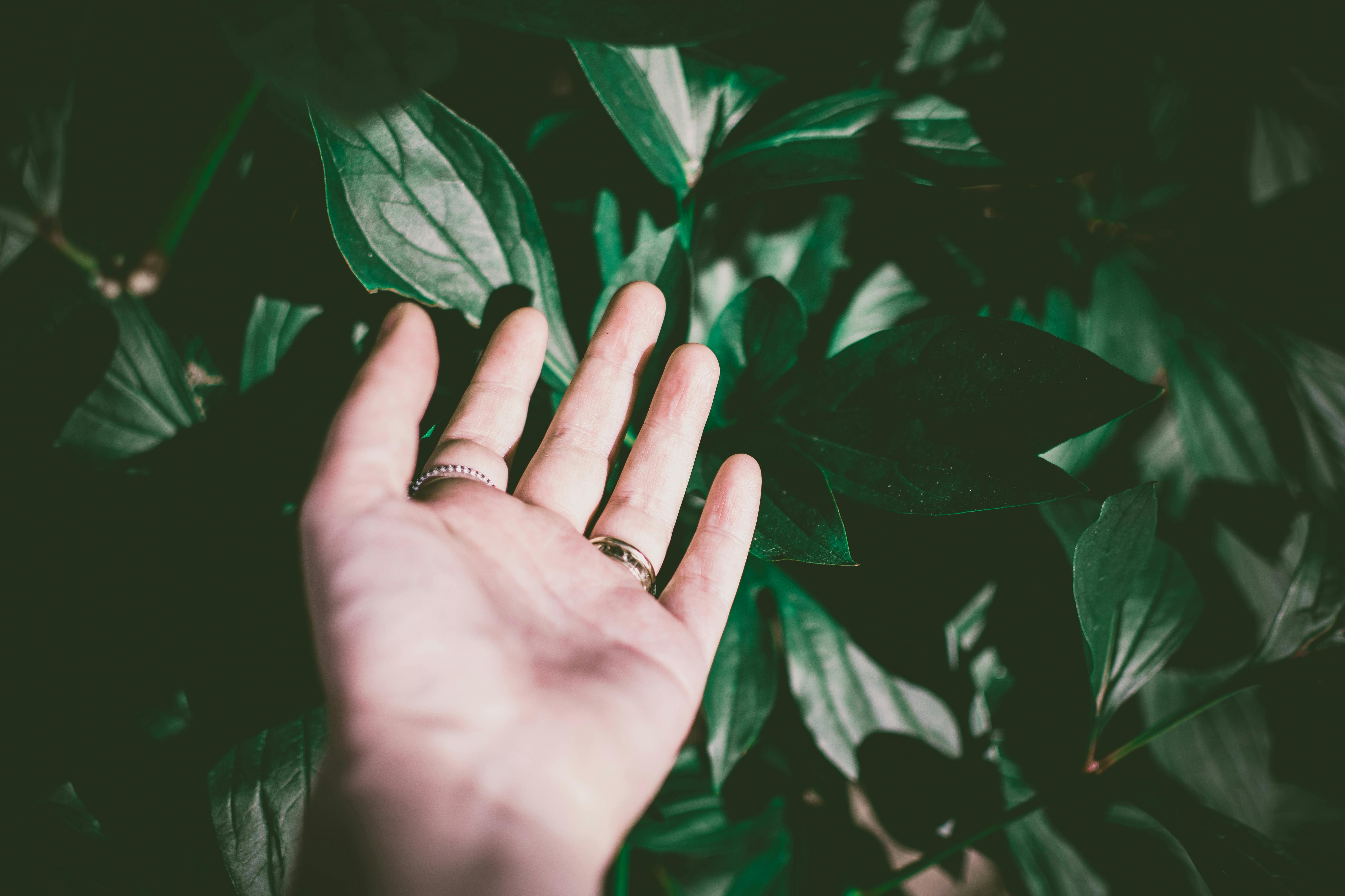 Person Wearing Silver-colored Ring Touching Green Leaf