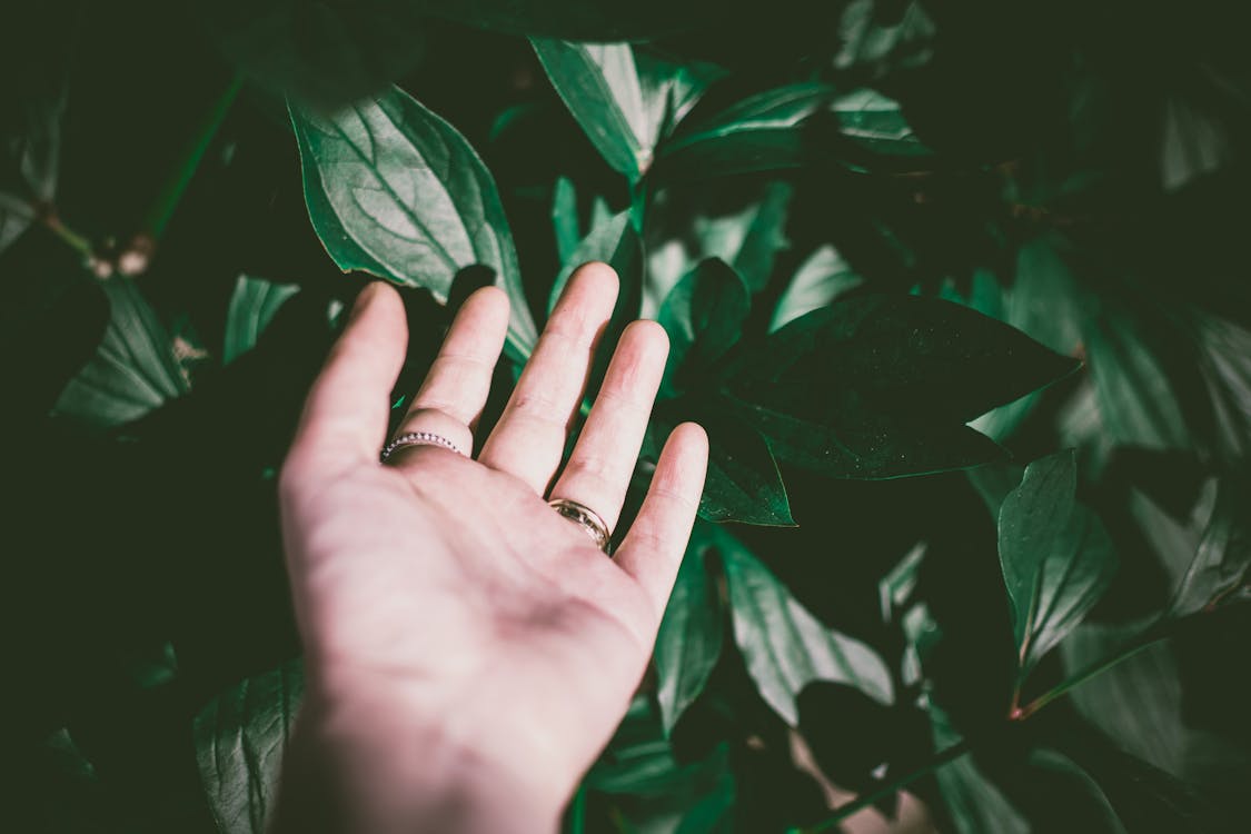 Person Wearing Silver-colored Ring Touching Green Leaf