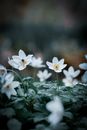 White Flowers With Green Leaves
