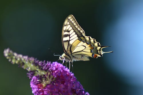 Free stock photo of butterfly, nature