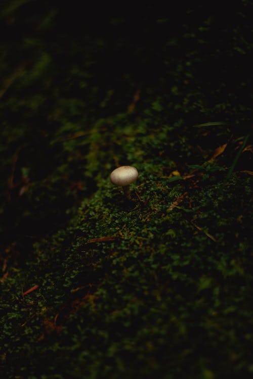 Mushroom on Grass Field 
