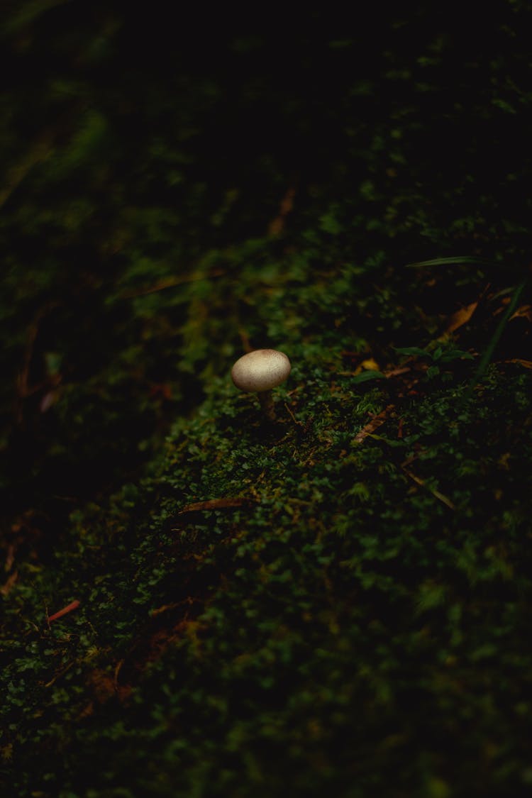 Mushroom On Grass Field 