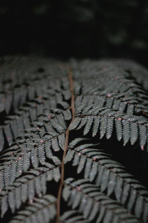 Close-Up Photograph of Green Fern Leaves