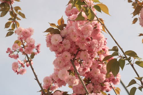 Kostnadsfri bild av blomfotografi, blommor, gröna löv