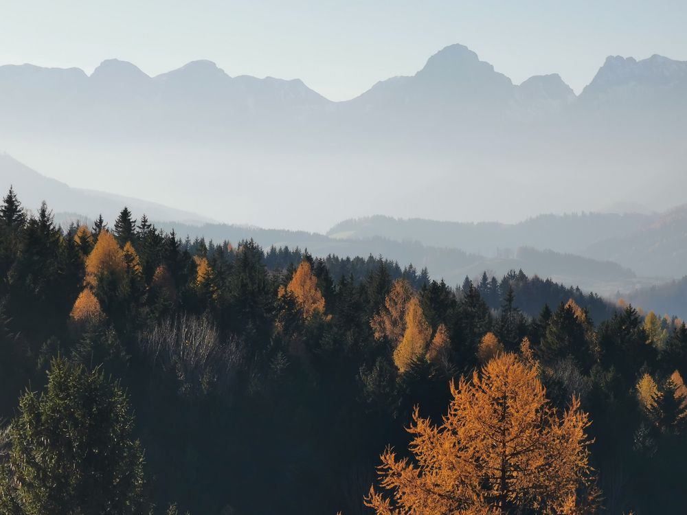 Free Yellow and Green Trees on Mountains Stock Photo
