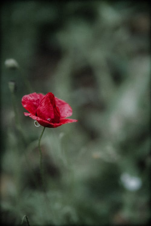 Бесплатное стоковое фото с вертикальный выстрел, красный цветок, крупный план
