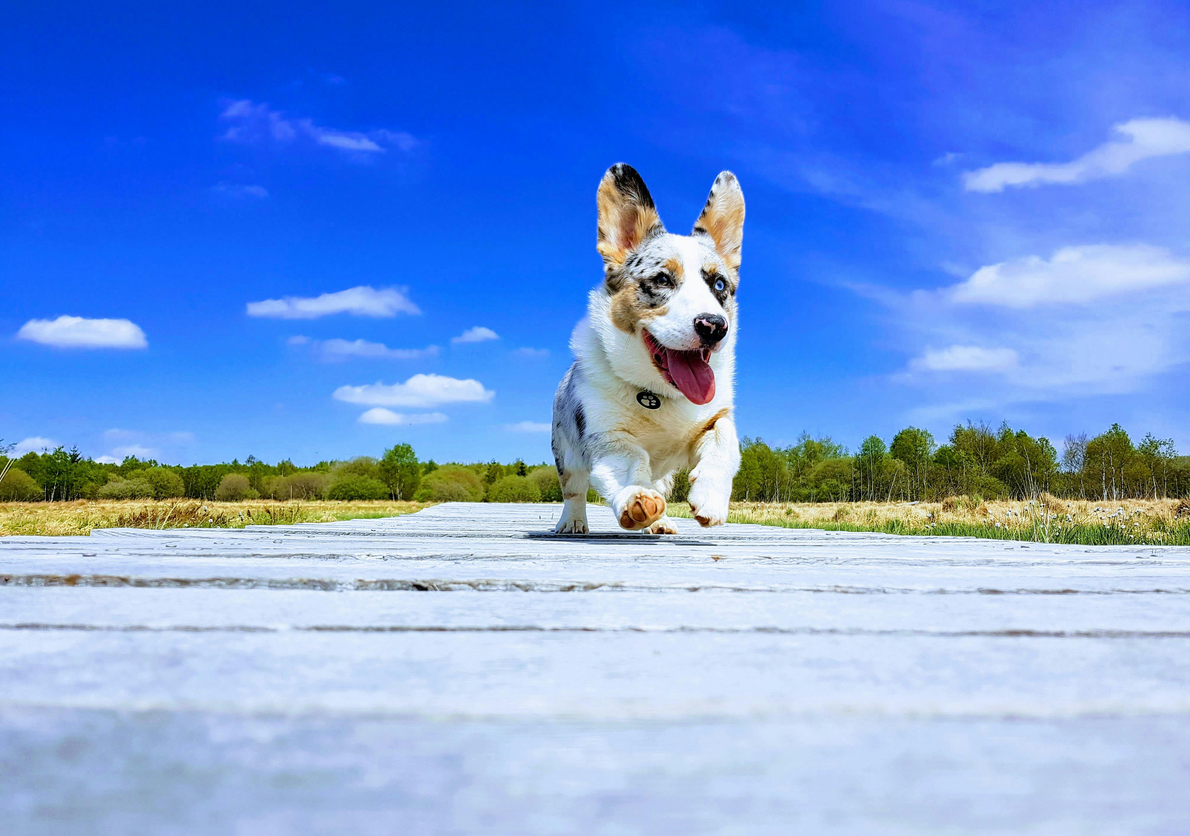 犬 コーギー 犬の無料の写真素材