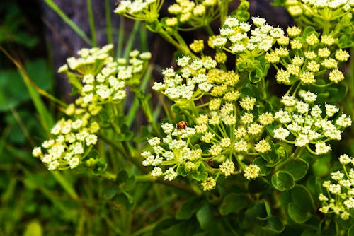 Free stock photo of ladybug