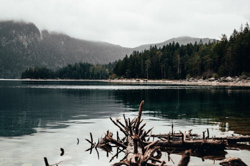 Kostenloses Stock Foto zu Äste, bäume, berge