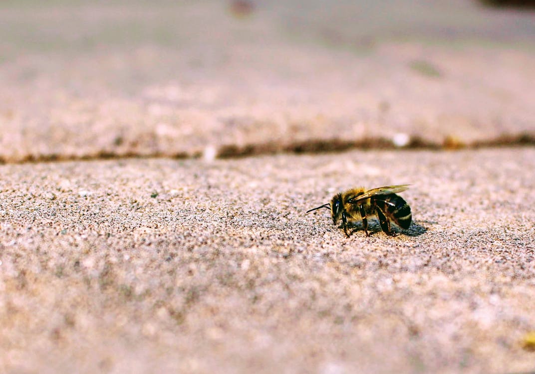 免费 蜜蜂栖息在特写摄影中的混凝土路面上 素材图片