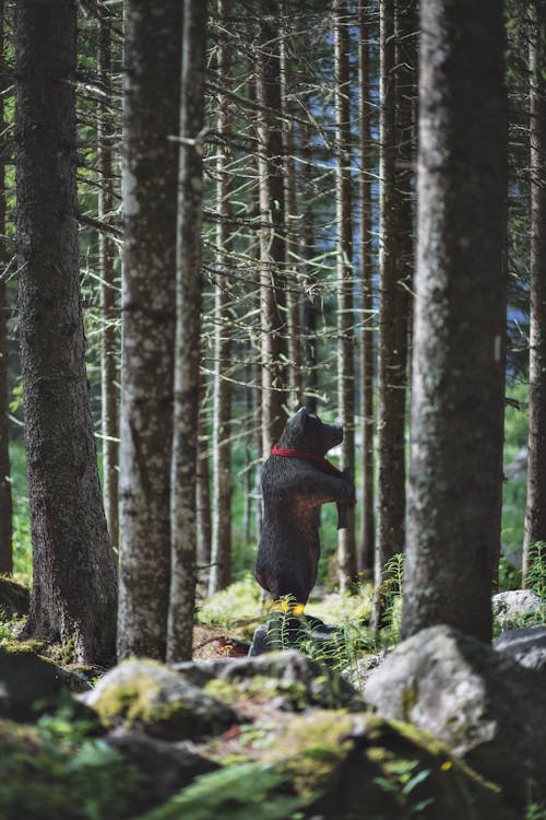免费 黑熊玩具在森林上 素材图片