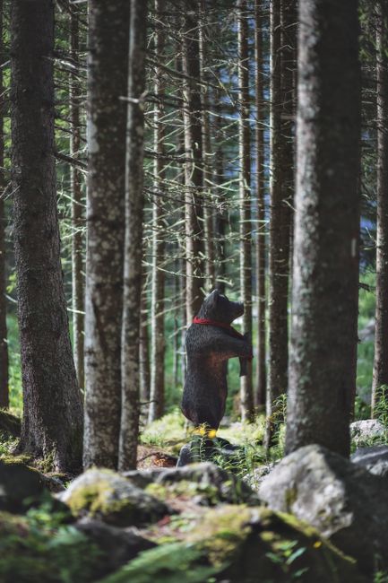 A standing bear in a serene, wooded forest with lush greenery.