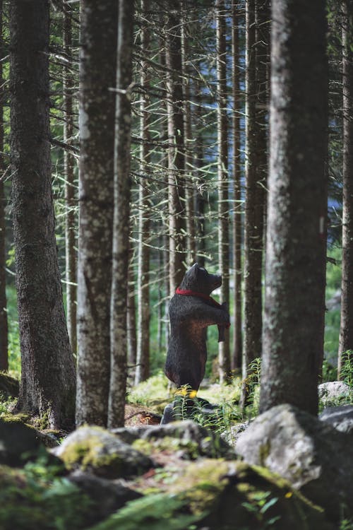 great bear rainforest