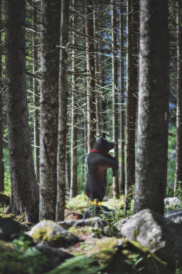 Black Bear Toy On Forest