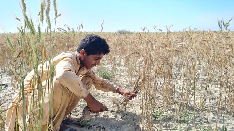 Farmer Harvesting Wheat Grass