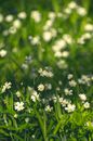 White Flowers in Tilt Shift Lens