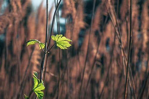 Green Leaves on Stem 