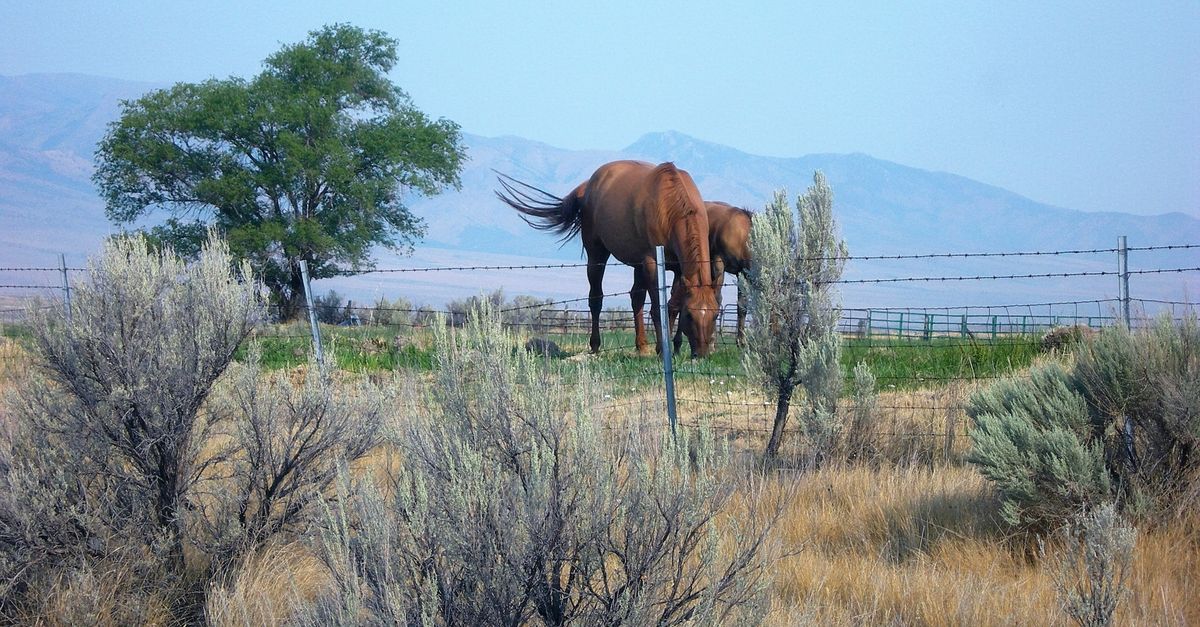 A horse grazes peacefully in an Idaho pasture with mountains and sagebrush.