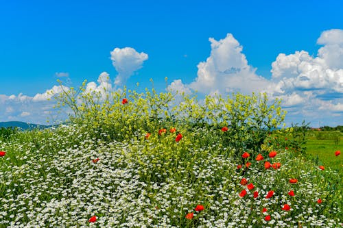 bezplatná Základová fotografie zdarma na téma bílé květy, bílé mraky, červené kytky Základová fotografie