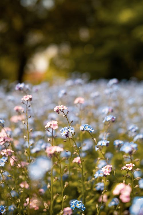 Gratis stockfoto met bloem achtergrond, bloemen achtergrond, bloemenbed