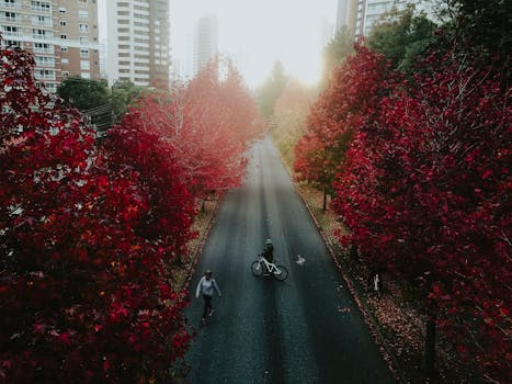 Captivating autumn scene in Curitiba with vibrant red trees and a bicyclist on a quiet street.