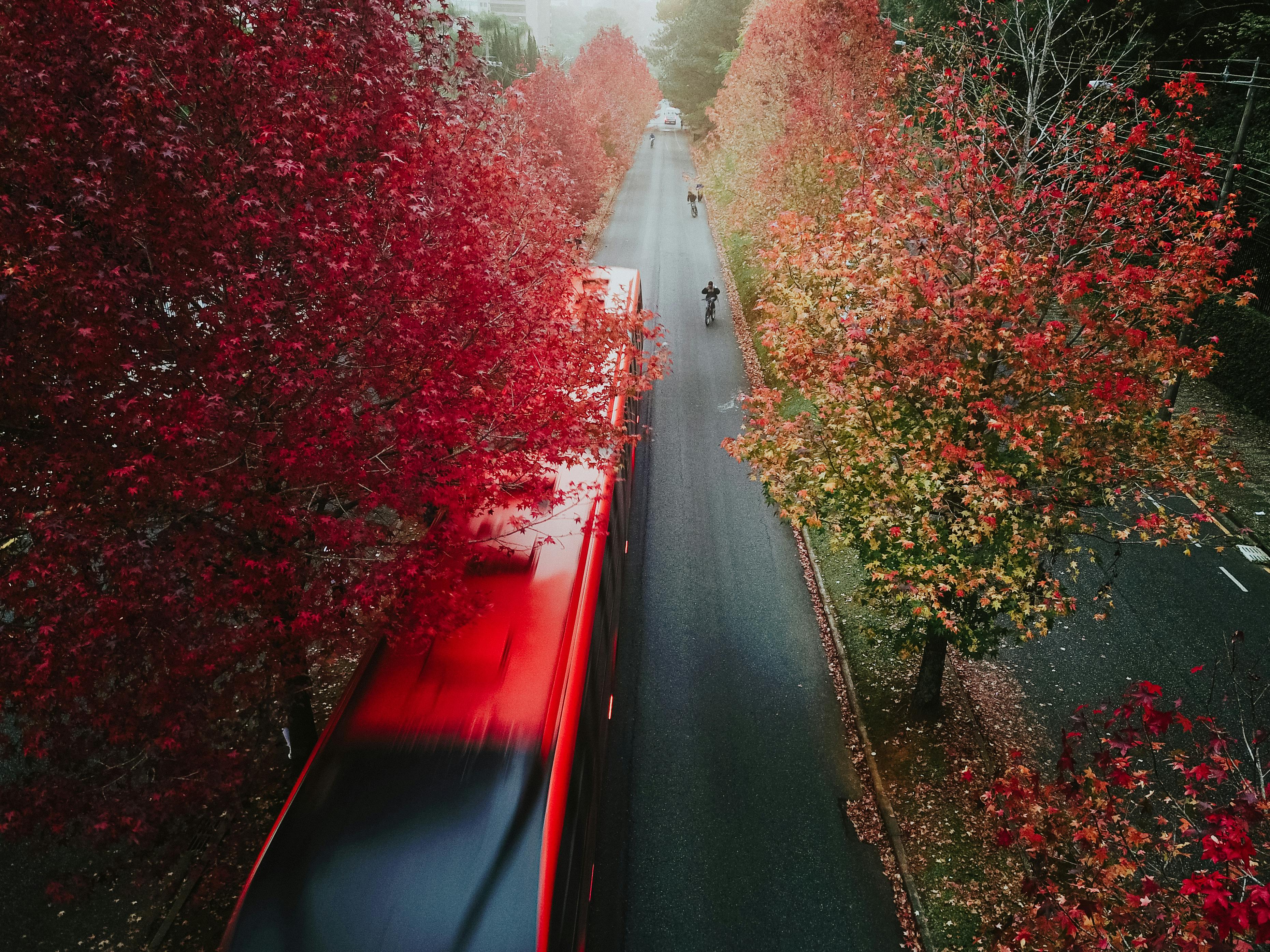 Red Trees by the Road · Free Stock Photo