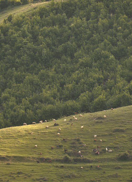 Darmowe zdjęcie z galerii z natura, pionowy strzał, pole trawy