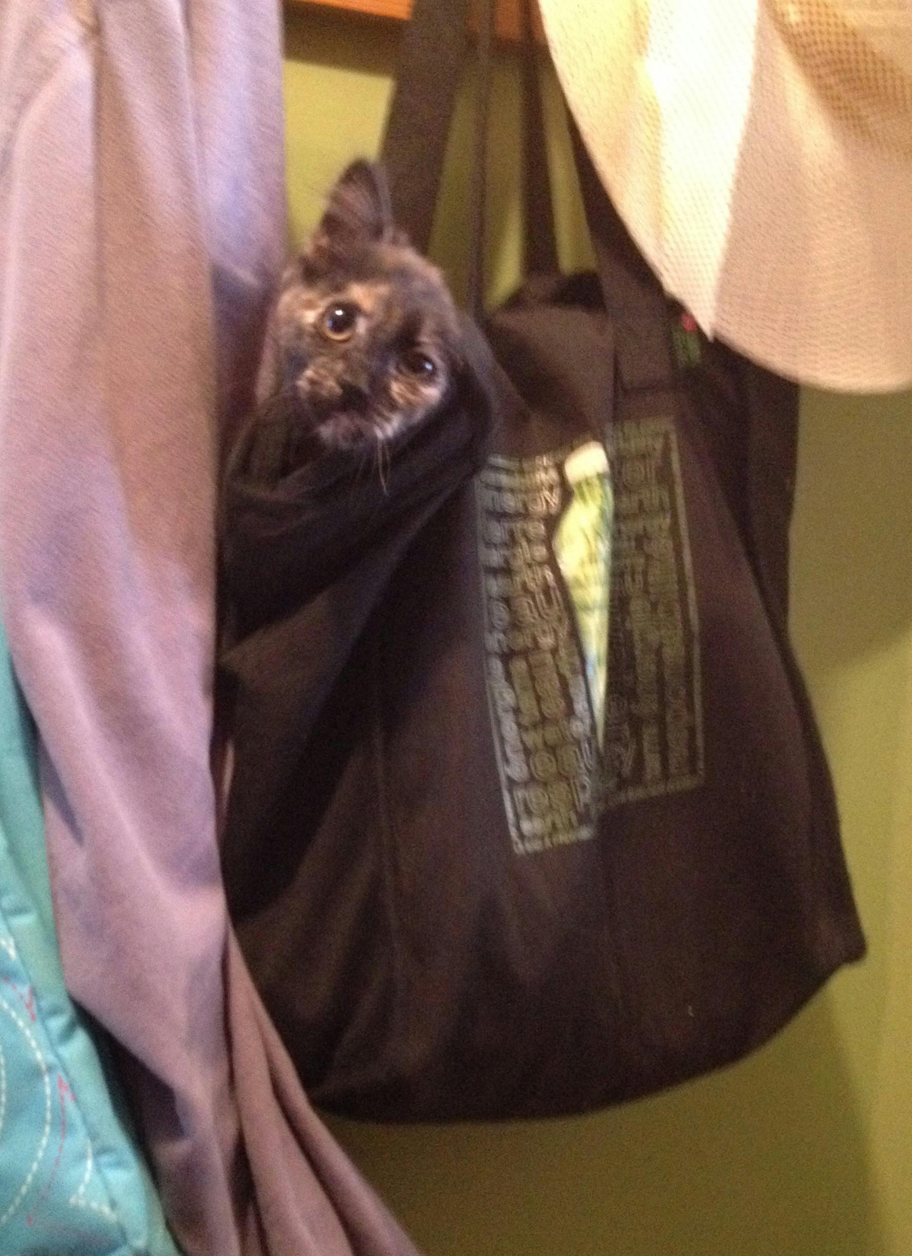 Free stock photo of brown, kitten, shopping bag