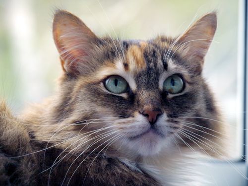 Free Adorable close-up portrait of a fluffy domestic cat with striking green eyes and a content expression. Stock Photo