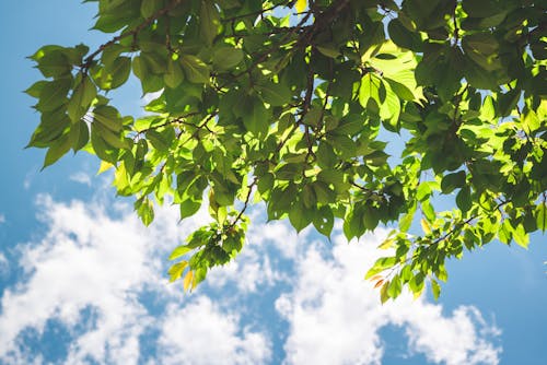 Immagine gratuita di albero, cielo azzurro, foglie