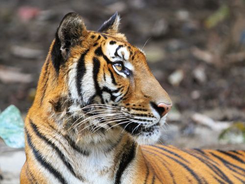 Free Stunning close-up of a Bengal tiger showcasing its stripes and profile in a natural setting. Stock Photo