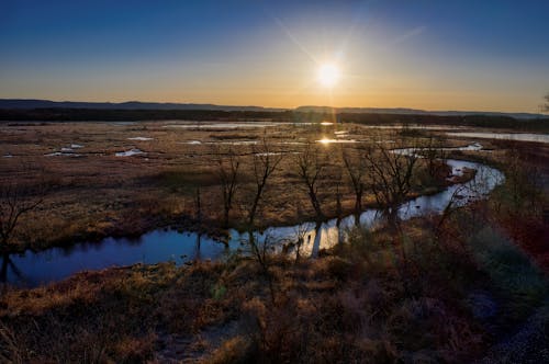 Leafless Trees near a Stream