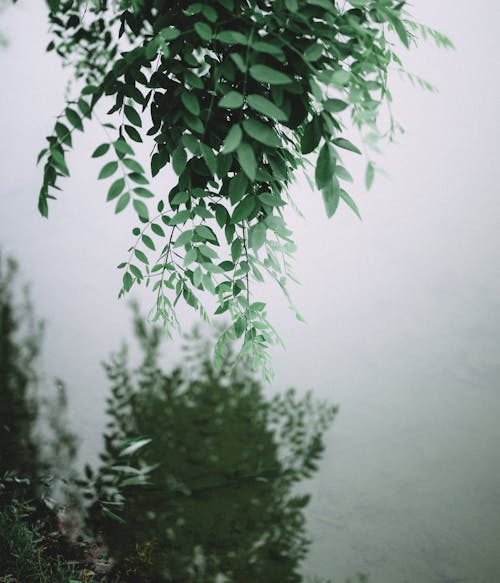 Ücretsiz bitkiler, bulanıklık, büyüme içeren Ücretsiz stok fotoğraf Stok Fotoğraflar