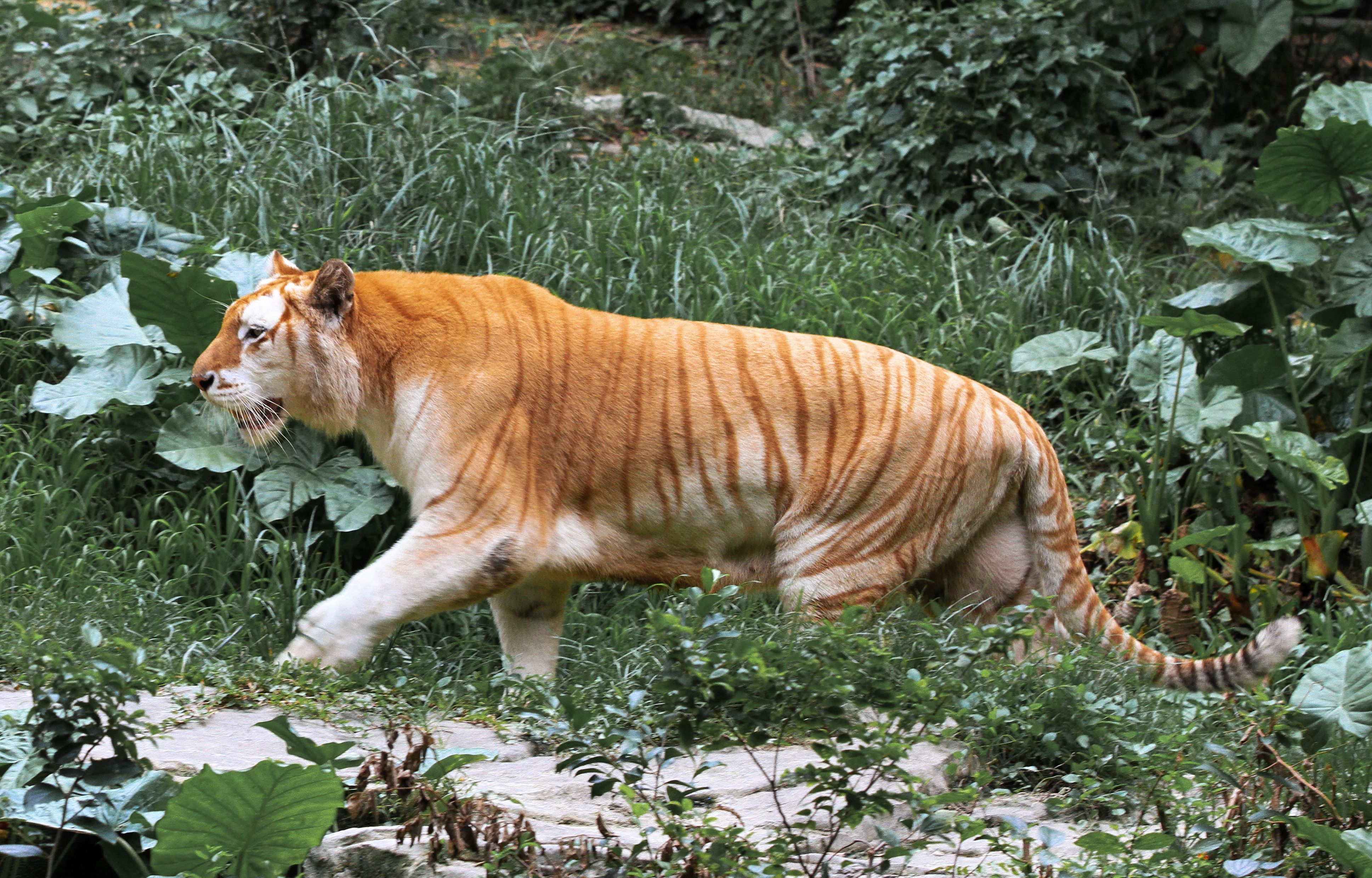 New effort will get genome sequences for entire Endangered Species list