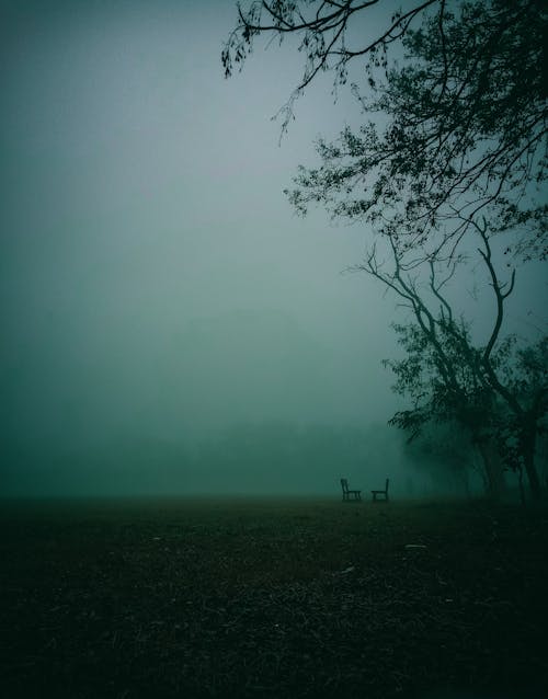 Chairs in the Forest Near Trees Under Night Sky