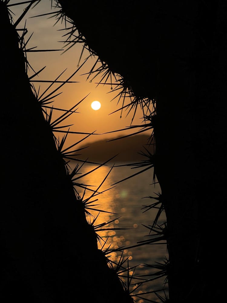 Silhouette Of Cactus During Sunset 