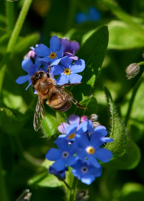 Photos gratuites de abeille, boraginaceae, chevelu