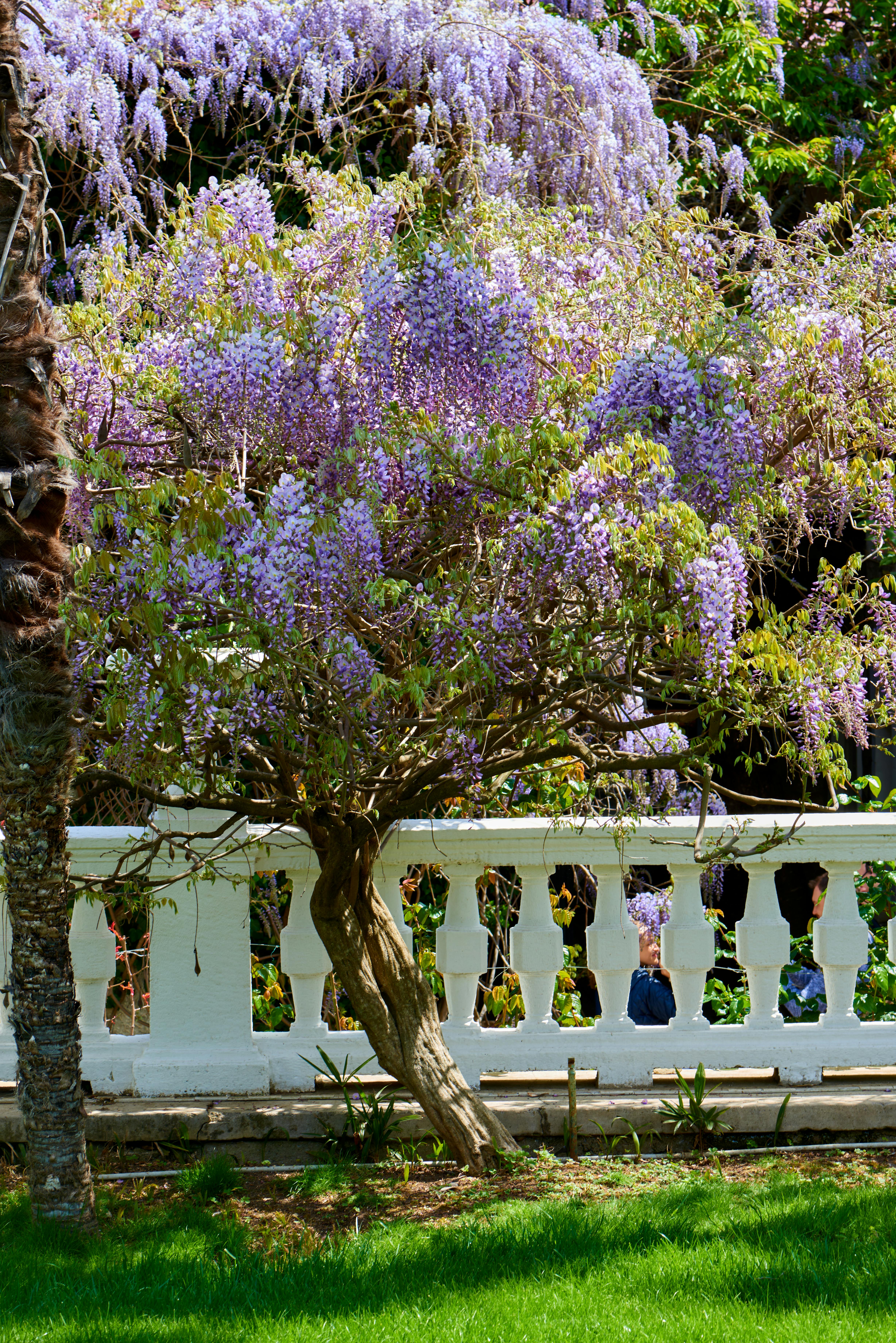 A lush wisteria blooms vibrantly under sunlight, cascading over a classic white railing in a tranquil garden.