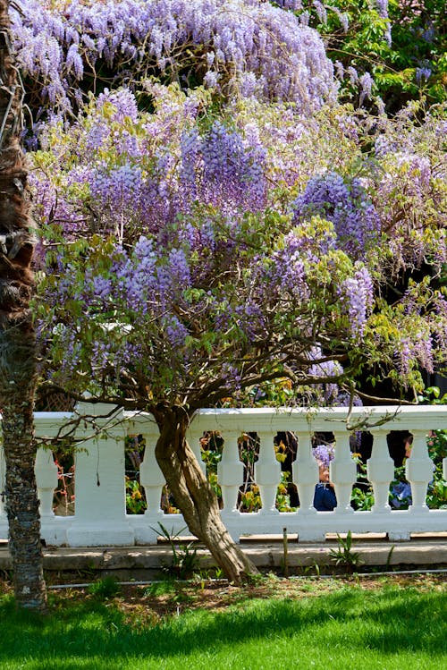 Free Flowering Tree with Purple Flowers  Stock Photo