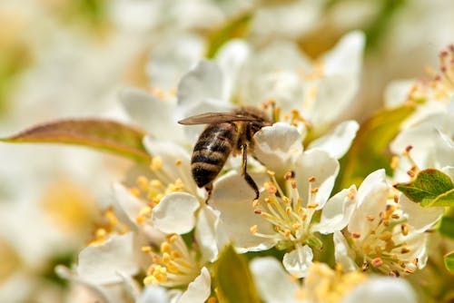 Free A Close-up Shot of a Bee on White Flowers Stock Photo