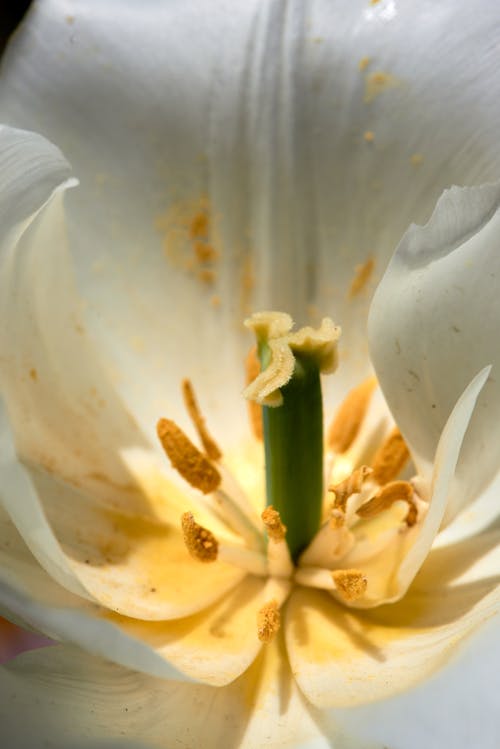 White Lily Flower in Close Up Photography