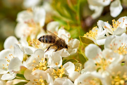 A Bee Pollinating on White Flowers
