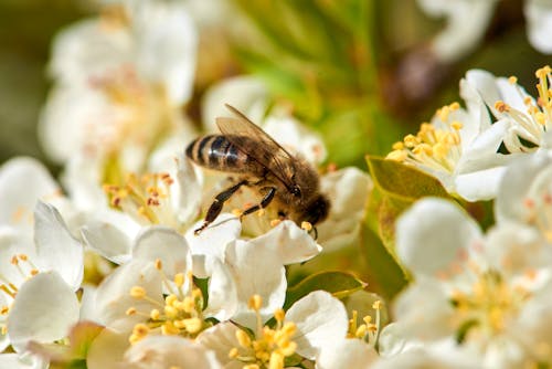 Free A Close-up Shot of a Bee Pollinating on White Flowers Stock Photo