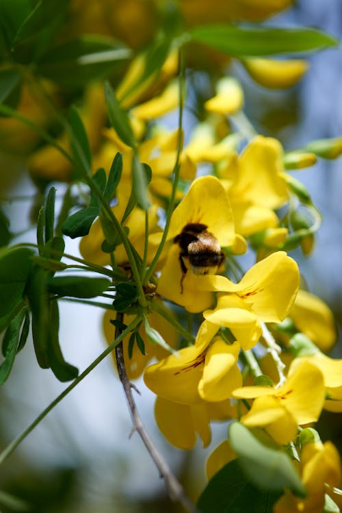 Free A Bee on Yellow Flowers Stock Photo